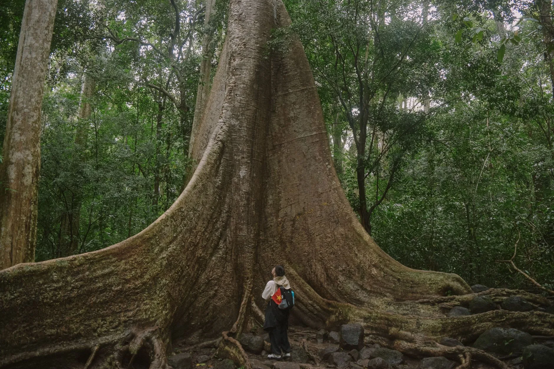 Les kaoris : des arbres hors du commun
