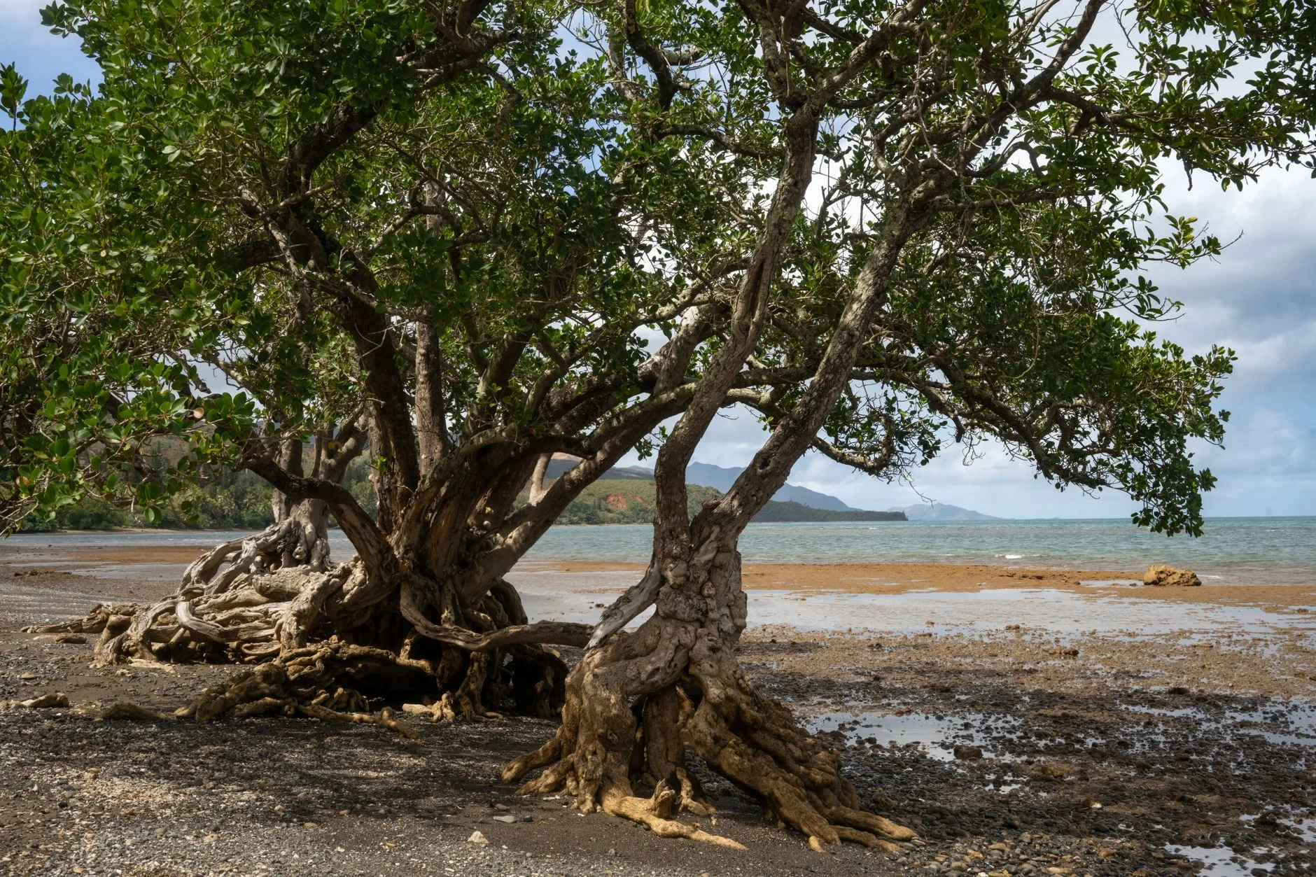 Forêt tropicale et eaux calmes du Grand Sud calédonien