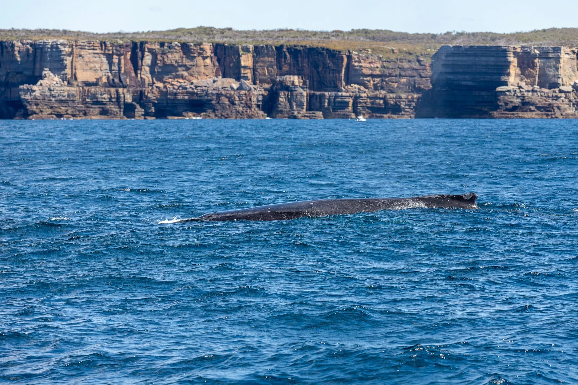 Juillet à septembre : l'observation des baleines à bosse